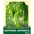 Saphora Japonica